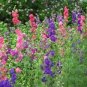 Hydrangea Rocket Larkspur Plant 200 Seeds