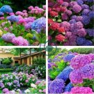 Hydrangea Bonsai Flower 200 Seeds
