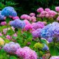 Hydrangea Bonsai Flower 200 Seeds