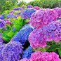 Hydrangea Bonsai Flower 200 Seeds