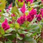 Flamingo Cockscomb 600 Seeds