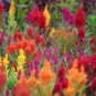 Flamingo Cockscomb 600 Seeds