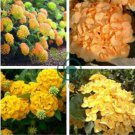 Japanese Hydrangea Flower 20 Seeds