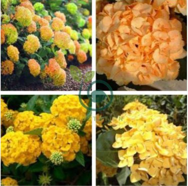 Japanese Hydrangea Flower 20 Seeds