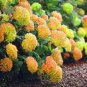 Japanese Hydrangea Flower 20 Seeds