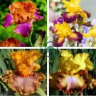 Iris Flower Golden Light Pink Rose Pink Flowers 200 Seeds