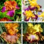 Iris Flower Golden Light Pink Rose Pink Flowers 200 Seeds