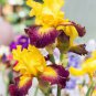 Iris Flower Golden Light Pink Rose Pink Flowers 200 Seeds