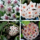 Hoya Carnosa 200 Seeds