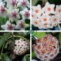 Hoya Carnosa 200 Seeds