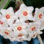 Hoya Carnosa 200 Seeds