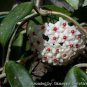 Hoya Carnosa 200 Seeds