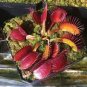 Dionaea muscipula - Red Color 200 Seeds