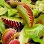 Dionaea muscipula - Red Color 200 Seeds