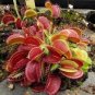Dionaea muscipula - Red Color 200 Seeds