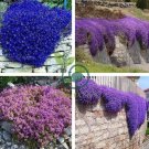 Creeping ThymeRock CRESS Plant - Sky Blue Color 400  Seeds