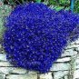 Creeping ThymeRock CRESS Plant - Sky Blue Color 400  Seeds
