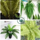 Japanese Creeper Boston Fern  Mixed 9 Types 200 Seeds