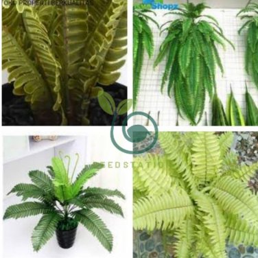 Japanese Creeper Boston Fern  Mixed 9 Types 200 Seeds
