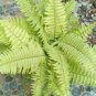 Japanese Creeper Boston Fern Mixed 9 Types 200 Seeds
