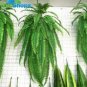 Japanese Creeper Boston Fern Mixed 9 Types 200 Seeds