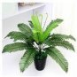 Japanese Creeper Boston Fern Mixed 9 Types 200 Seeds