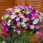 Hanging Petunia Seeds Mixed Coloful Flowers 200 Seeds