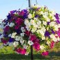 Hanging Petunia Seeds Mixed Coloful Flowers 200 Seeds