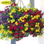 Hanging Petunia Seeds Mixed Coloful Flowers 200 Seeds
