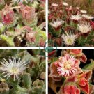 Mesembryanthemum Crystallinum 200 Seeds