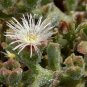 Mesembryanthemum Crystallinum 200 Seeds