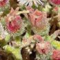 Mesembryanthemum Crystallinum 200 Seeds