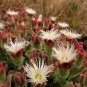 Mesembryanthemum Crystallinum 200 Seeds