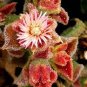 Mesembryanthemum Crystallinum 200 Seeds