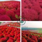 Kochia scoparia  Burning Bush - Fire Red Color 1000 Seeds