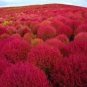 Kochia scoparia Burning Bush - Fire Red Color 1000 Seeds