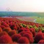 Kochia scoparia Burning Bush - Fire Red Color 1000 Seeds