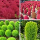 Kochia scoparia Seeds Mixed 5 Colors 1000 Seeds