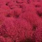 Kochia scoparia Seeds Mixed 5 Colors 1000 Seeds