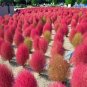 Kochia scoparia Seeds Mixed 5 Colors 1000 Seeds