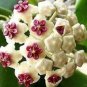 Hoya Carnosa - Blood Red Color 200 Seeds