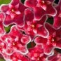 Hoya Carnosa - Blood Red Color 200 Seeds