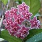Hoya Carnosa - Blood Red Color 200 Seeds