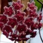 Hoya Carnosa - Blood Red Color 200 Seeds