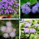 Ageratum Conyzoides Flowers  Rose Red Pink 2-IN-1 Colors Flowers 200 Seeds