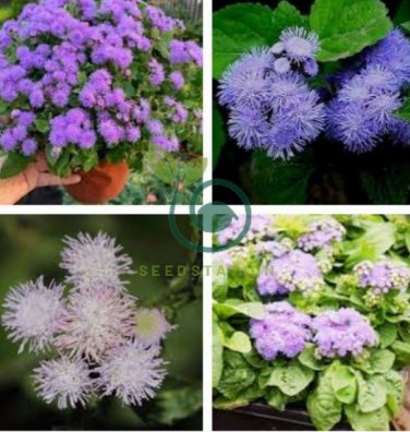 Ageratum Conyzoides Flowers  Rose Red Pink 2-IN-1 Colors Flowers 200 Seeds