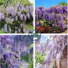 Mixed 6 Colors of Wisteria Plant 20 Seeds