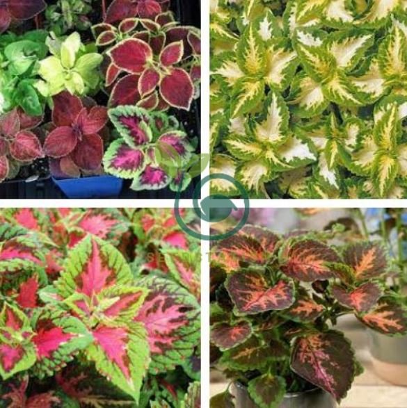 Spot White Coleus 200 Seeds