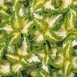 SPOT WHITE' Coleus 200 Seeds