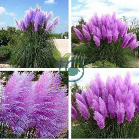 Pampas Grass Seeds Purplish Red Ornamental Plants 600 Seeds